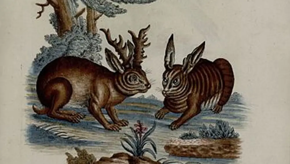 Dibujo de dos wolpertinger datado de 1752