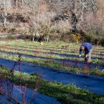 Cultivo de arándano 
