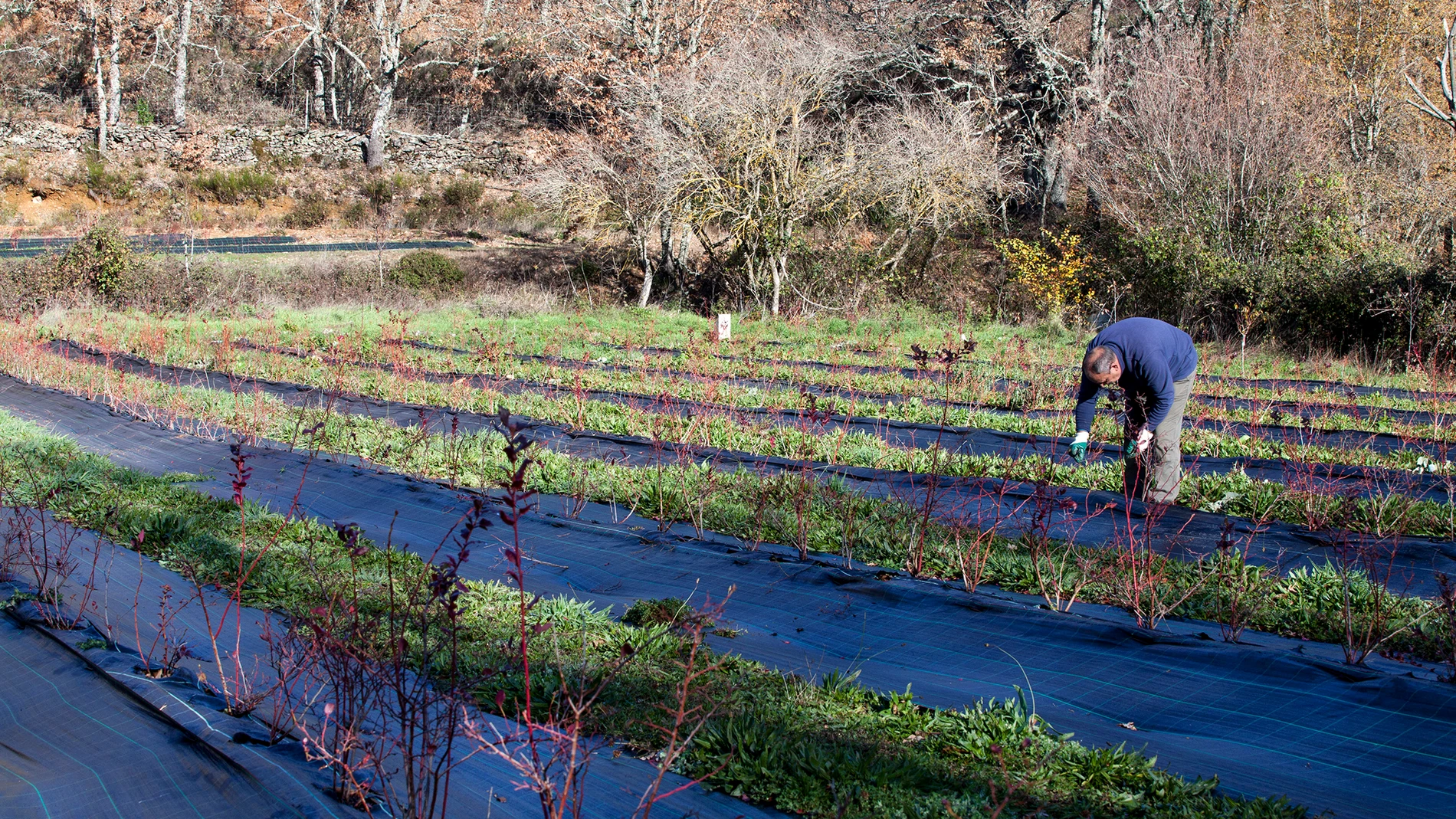 Cultivo de arándano