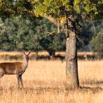 Interior del Parque Nacional de Cabañeros, Castilla-La Mancha