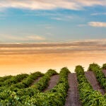 Vista del viñedo de Castilla-La Mancha