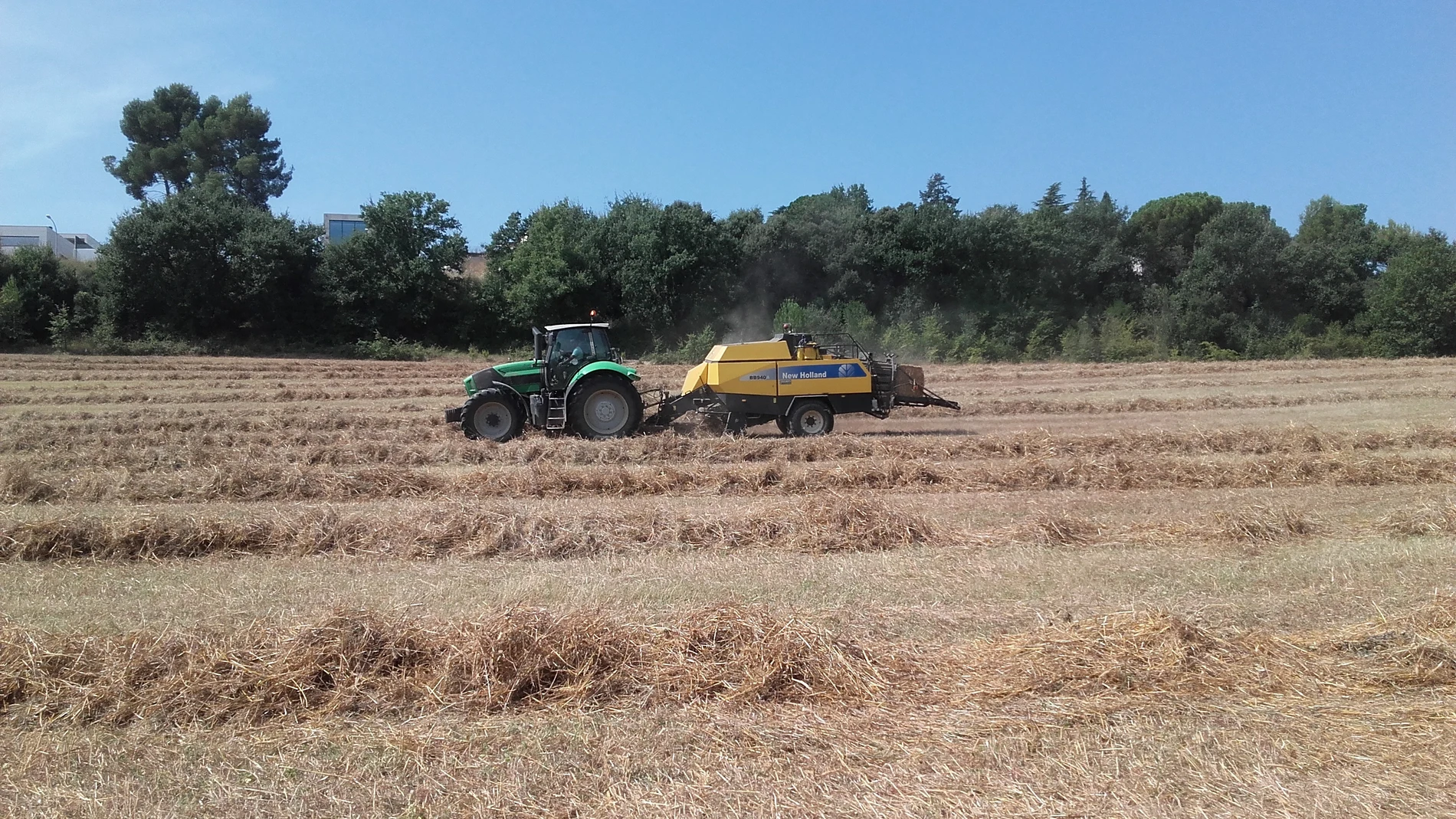 Agro.- La cosecha del cereal sufre una caída del 25% debido a las lluvias y los hongos