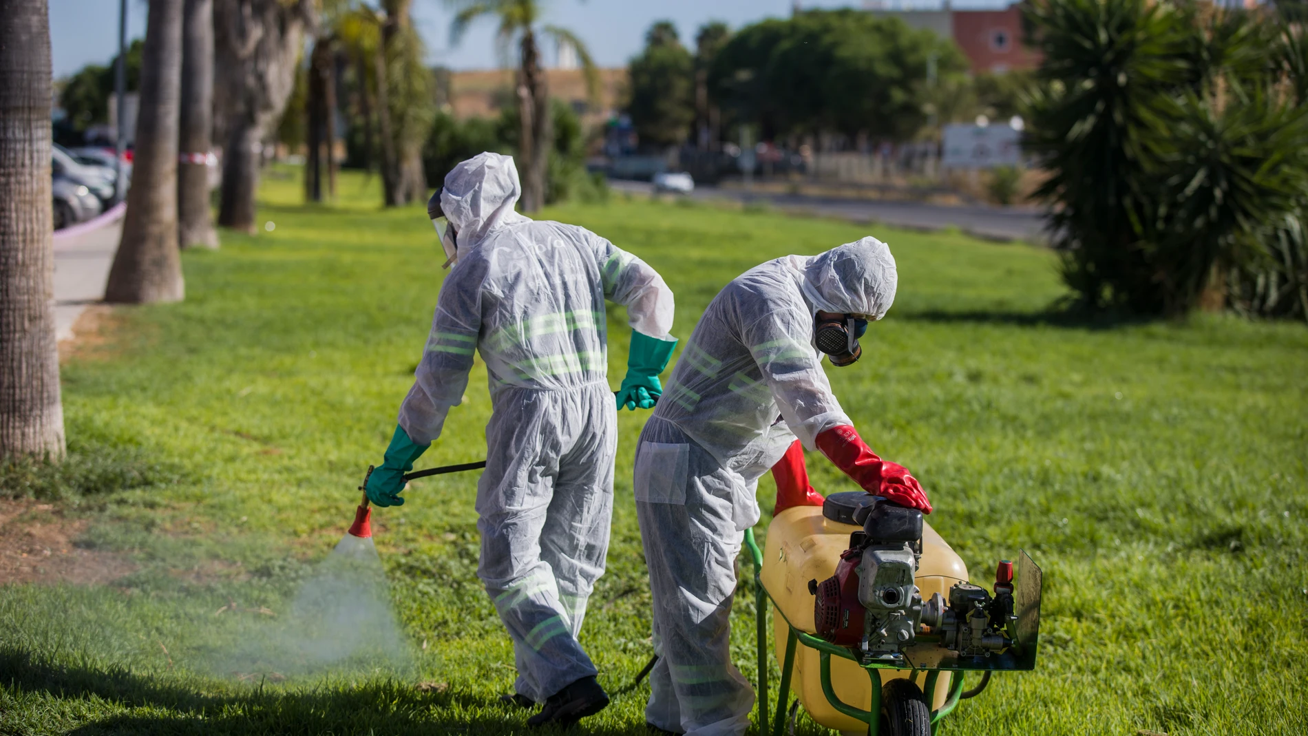 Continúan las labores de fumigación contra los mosquitos causantes del virus del Nilo en Coria del Río