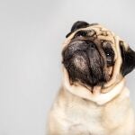 programa perros