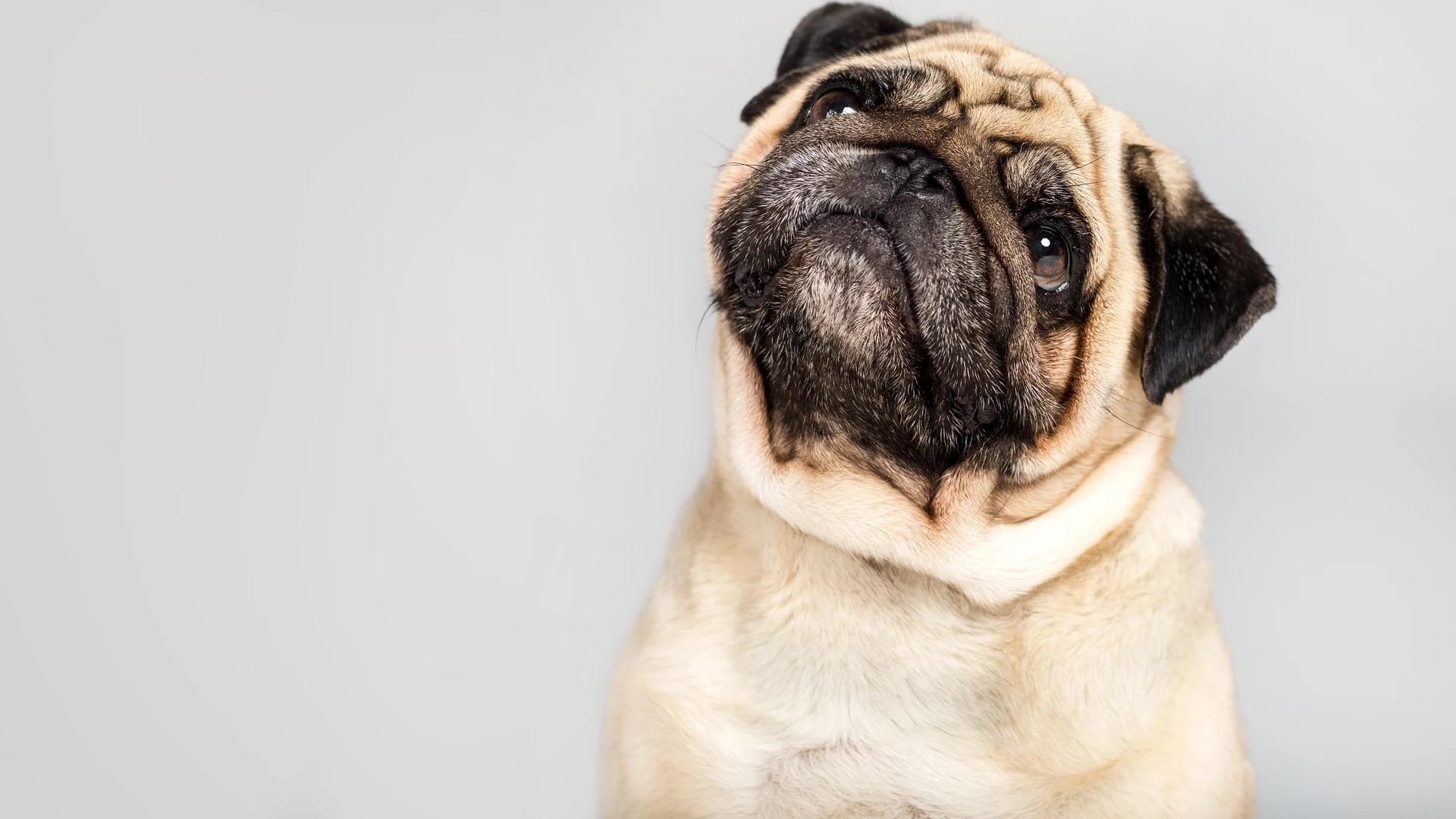 programa perros