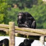 Los chimpancés de la Fundación Mona