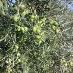 La Diputación de Sevilla ha editado, a través de Prodetur, la “Guía del Aceite de Oliva y la Aceituna de Mesa de la Provincia de Sevilla”
