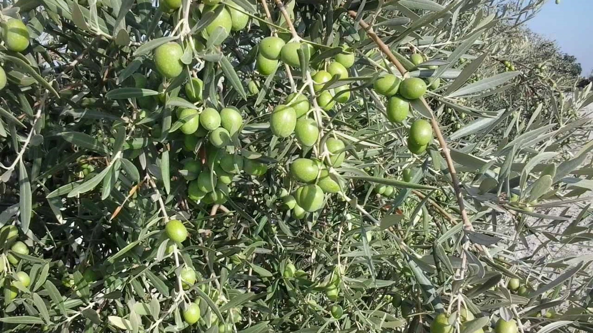 Sevilla.- UGT FICA prevé que unos 45.000 trabajadores participarán en la campaña de recolección de la aceituna de verdeo