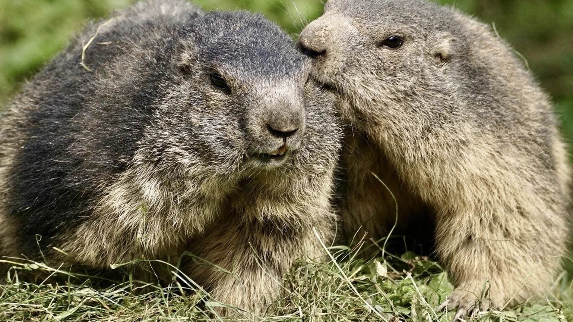 Marmotas alpinas (Marmota marmota)