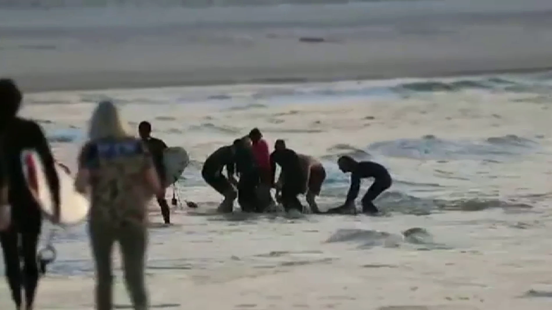 Un surfista muere tras el ataque de un tiburón en una playa de Australia. Atlas