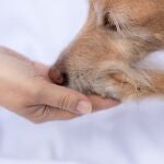 Dog paw touches human hand as a sign for trust, love and for a feeling of security