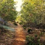 Los baños de bosque son la mejor medicina que nos da la naturaleza