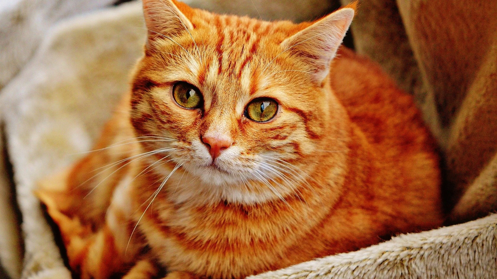 Gato