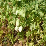 Planta de lenteja en la IGP Tierra de Campos