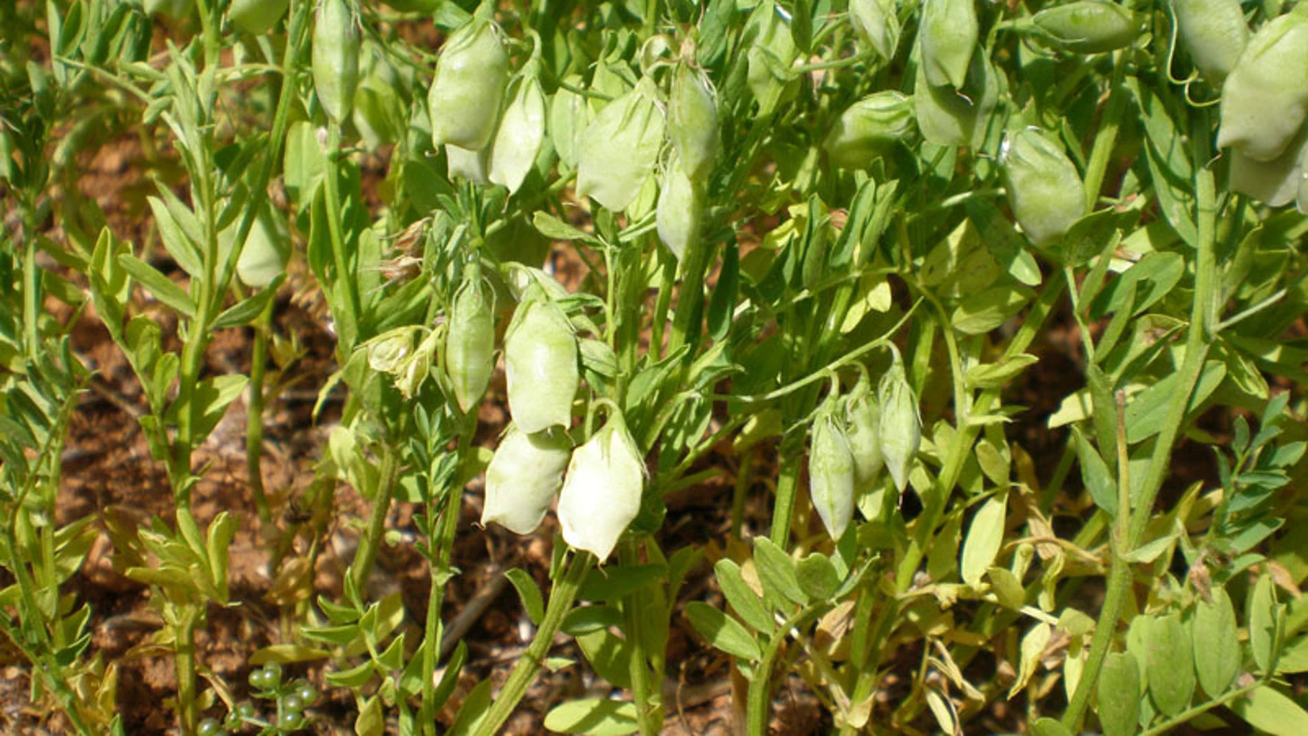 Planta de lenteja en la IGP Tierra de Campos