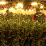 Una plantación de marihuana desmanteladas por la Guarcia Civil. GUARDIA CIVIL