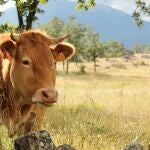 Vaca en el campo.