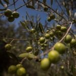 Olivos con aceitunas en una finca 