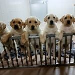 El estudio despeja las dudas sobre el papel de los animales en la transmisión del virus