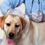 Vacunación contra la rabia | Fuente: COLEGIO DE VETERINARIOS