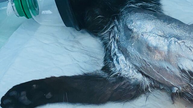 El gato Jonás herido grave al recibir disparos de escopeta