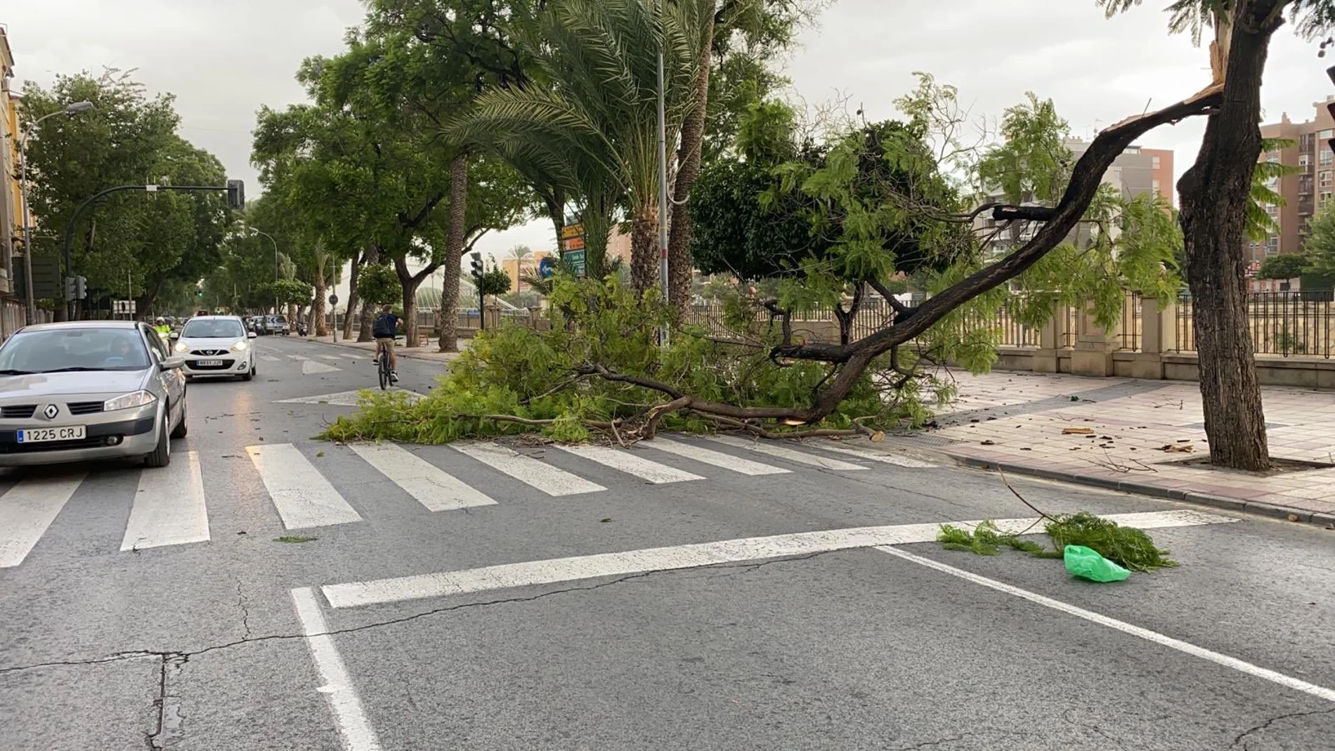 El viento ha provocado la caída de árboles en la Región de Murcia