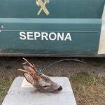 Trofeo incautado al furtivo.GUARDIA CIVIL PALENCIA.14/10/2020