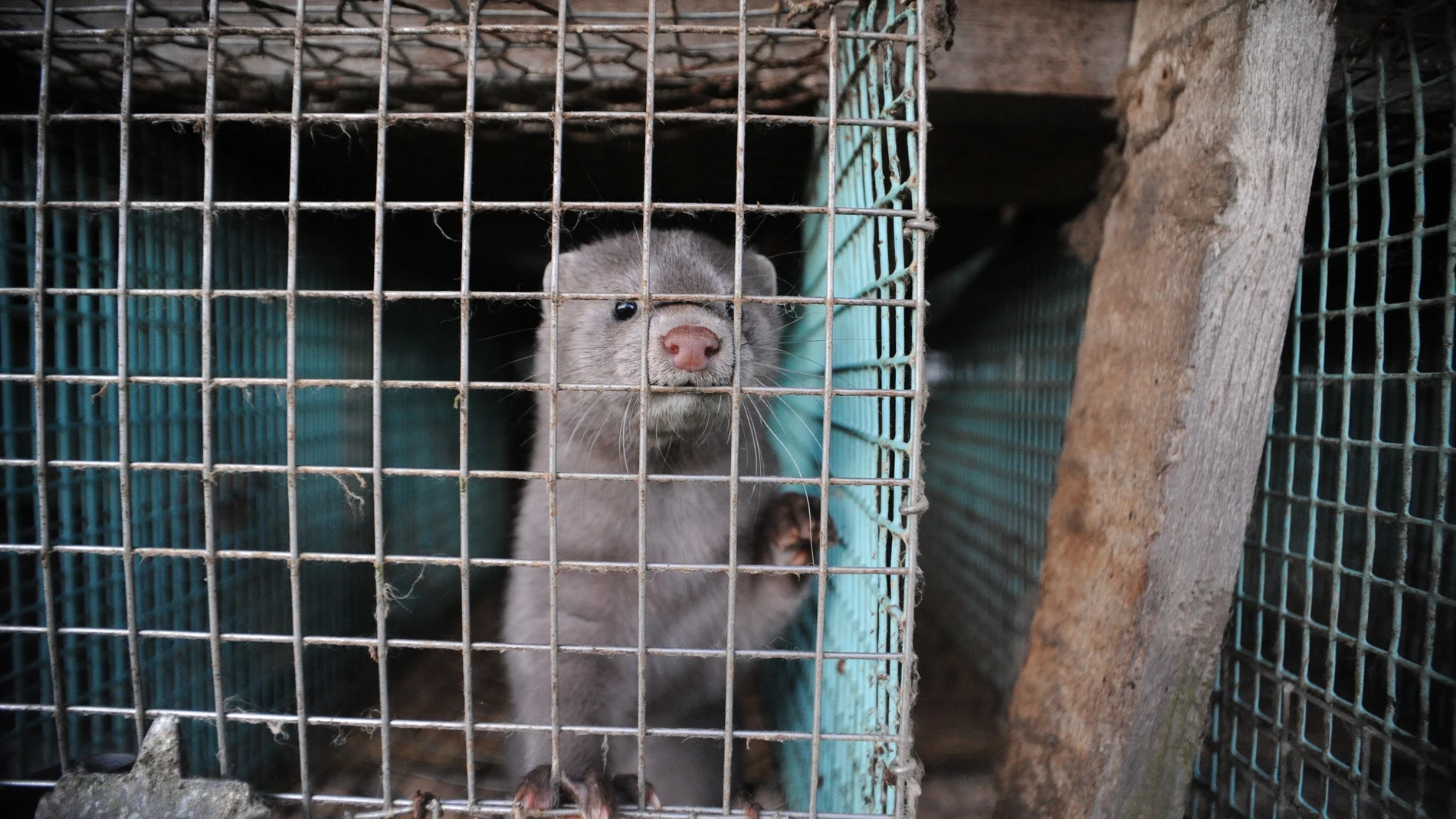 Vison americano en granja sueca