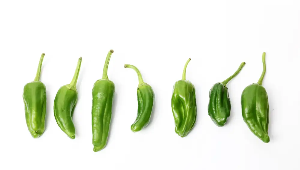 Cada pimiento de Padrón puede tener un picor diferente según sus condiciones de cultivo.