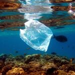 Peces nadan alrededor de una bolsa de plástico en el Mar Rojo cerca de Naama Bay en Egipto.