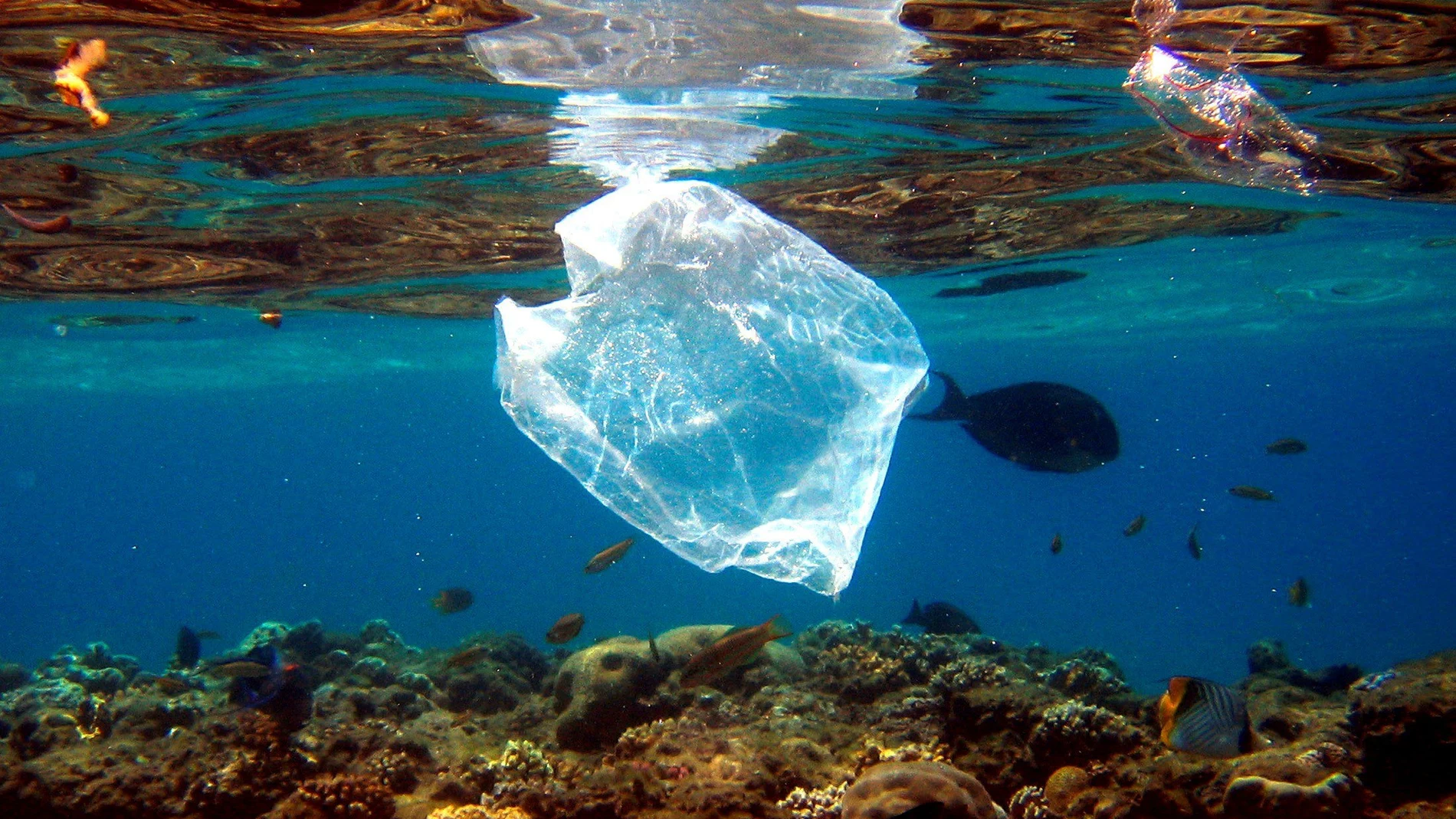 Peces nadan alrededor de una bolsa de plástico en el Mar Rojo cerca de Naama Bay en Egipto.