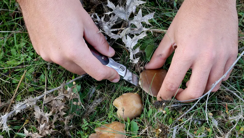Campaña de setas en PalenciaUn hombre recoge setas de cardo en una zona cercana a Husillos (Palencia)