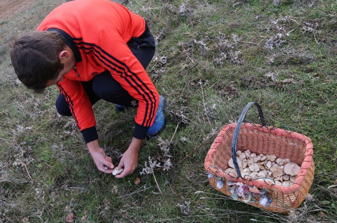 Campaña de setas en PalenciaUn hombre recoge setas de cardo en una zona cercana a Husillos (Palencia)