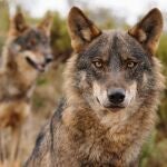 Lobo Ibérico
