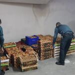 Efectivos de la guardia civil con las setas incautadas