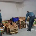 Efectivos de la guardia civil con las setas incautadas
