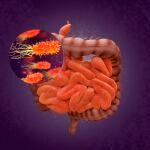 Bacterias intestinales y depresión
