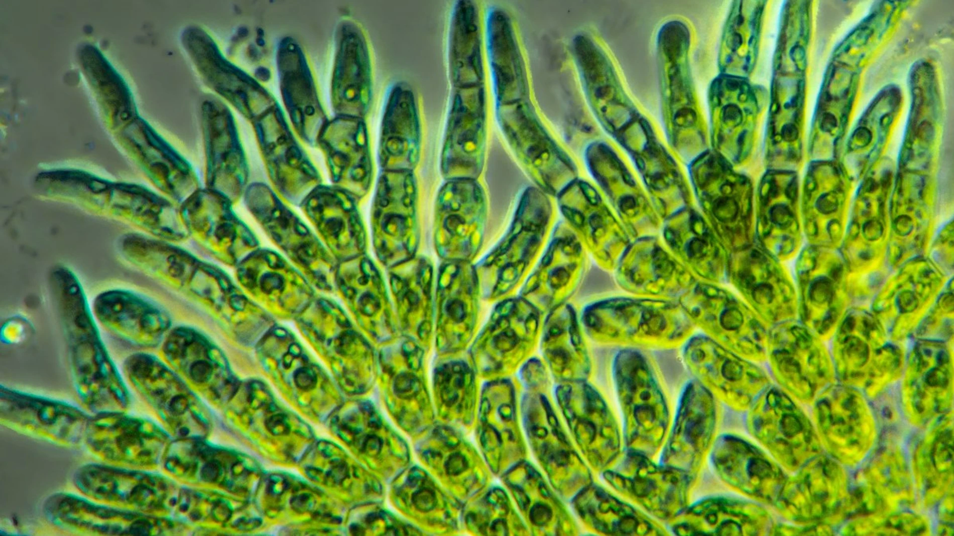 Alga fotosintética vista al microscopio