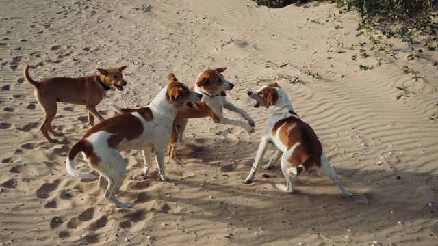 Foto de archivo de Perros callejeros