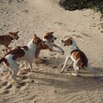 Foto de archivo de Perros callejeros