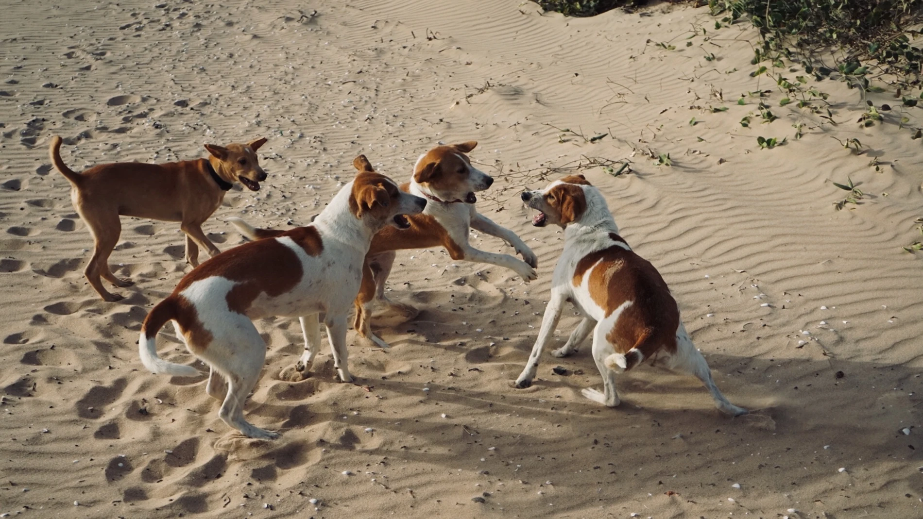 Foto de archivo de Perros callejeros
