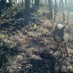 Los vecinos de Aguilar de Campos alertan de la presencia de hasta cinco lobos en la localidad