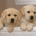 La Fundación Once Del Perro Guía Cumple 30 Años Con Más De 170 Perros En Andalucía | Fuente: ONCE