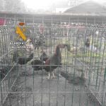 Algunos de los 11 gallos de pelea que tenía el condenado en una finca de Tudela Veguín.