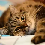 Si un gato persigue a una presa lejos de casa, es posible que se desoriente