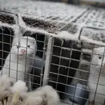 Visones en una de las jaulas en las que son criados