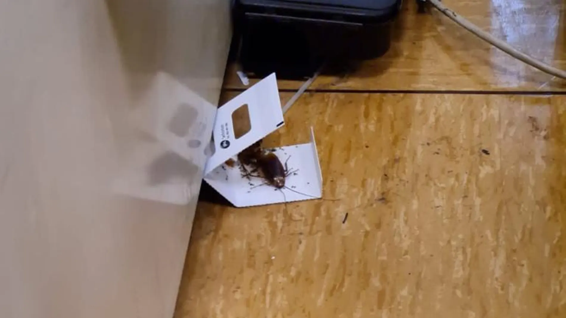 Una cucaracha en el suelo, en las dependencias del Ministerio de Sanidad