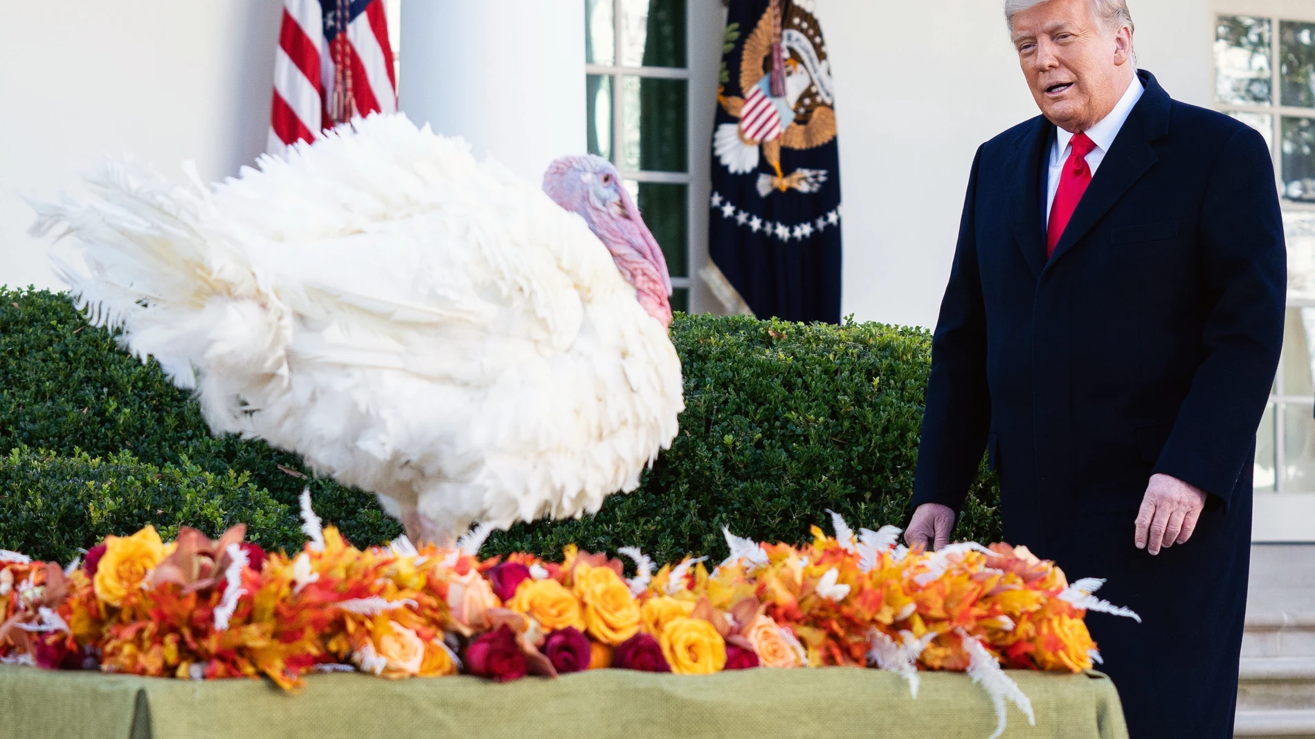 El presidente saliente de Estados Unidos, Donald Trump, junto al pavo indultado de este año por Acción de Gracias.