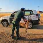 Cuatro investigados en Miguel Ibáñez (Segovia) por caza furtiva de liebres con galgos