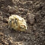 Los pollo de perdiz son una presa fácil para sus depredadores.